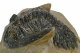 Bargain, Hollardops Trilobite - Foum Zguid, Morocco #363175-1